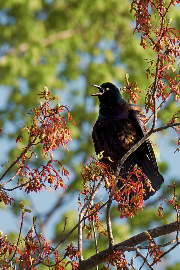 Morning Grackle Photograph by Bill Wakeley