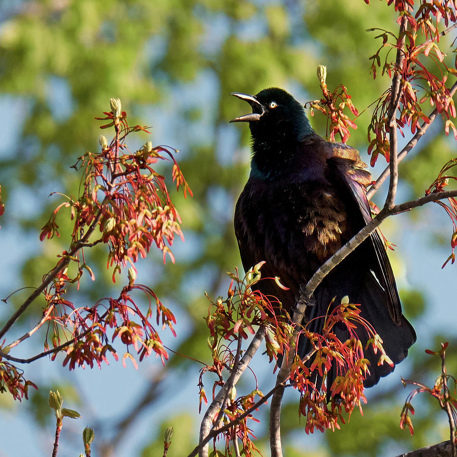 Morning Grackle square Photograph by Bill Wakeley