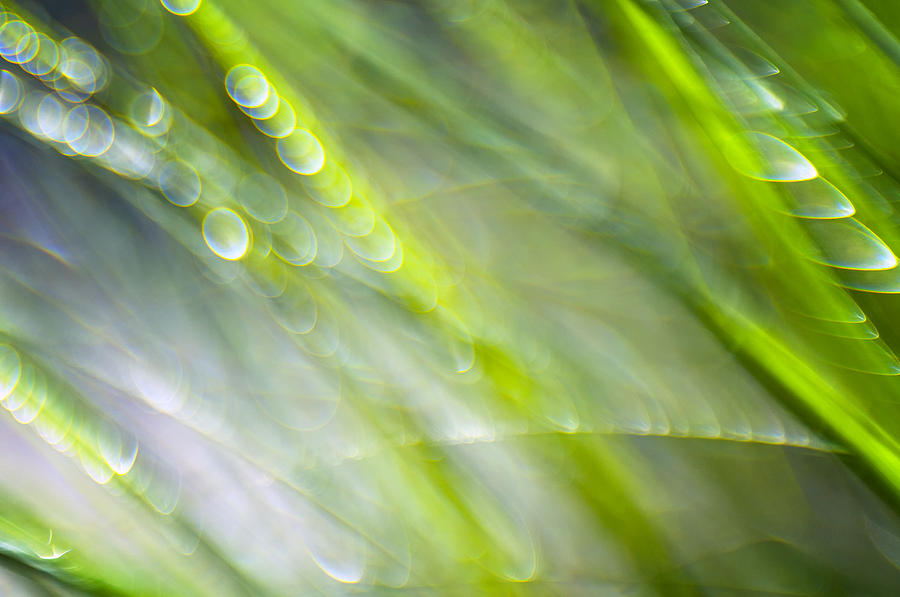 Nature Photograph - Morning Grass by Silke Magino