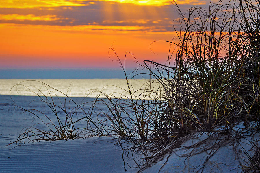 Morning Grasses on the Beach Photograph by Michael Thomas