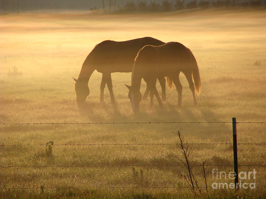 Morning Grazing Photograph by Jack Norton