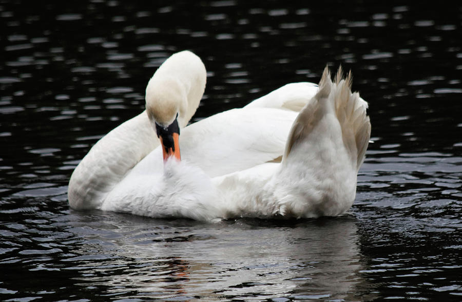 Swan Photograph - Morning Grooming by Mary Ann Artz