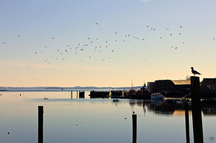 Morning Gulls Photograph by John Meader