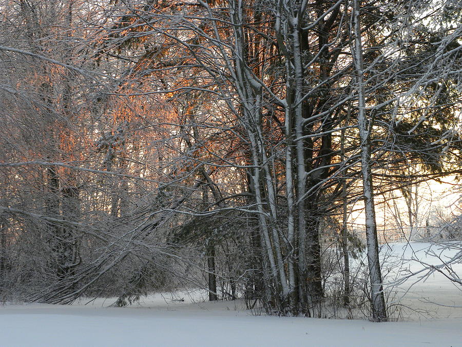 Trees Photograph - Morning has Broken by Peggy McDonald Trees Photograph - Morning has Broken by Peggy McDonald