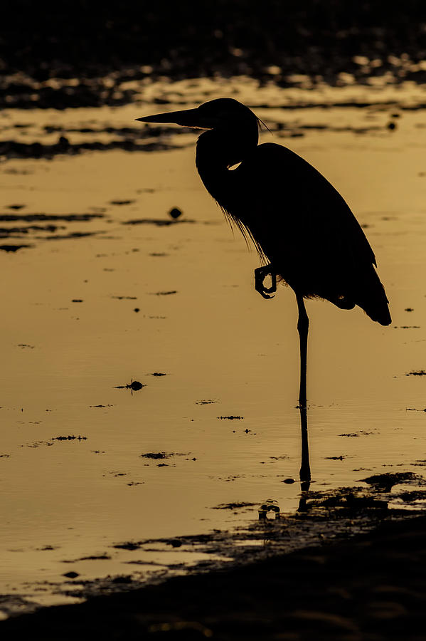 Morning Heron Photograph by Glenn Woodell