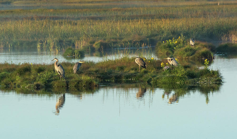 Morning Herons Photograph by Douglas Wielfaert