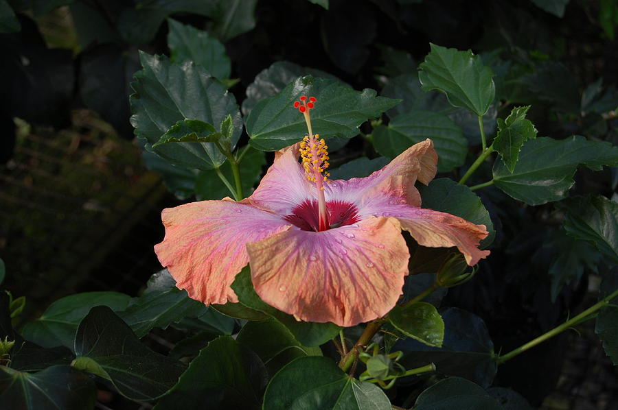 Flower Photograph - Morning Hibiscus by Dale R Preston