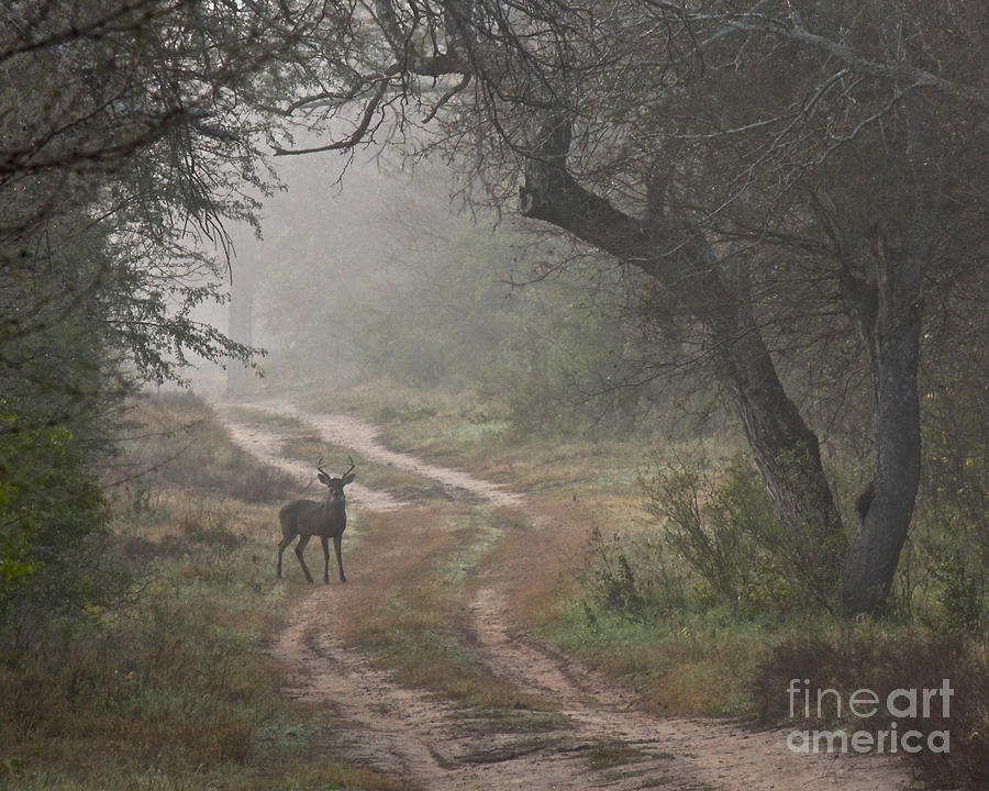 Deer Photograph - Morning Highlight  by Diana Black