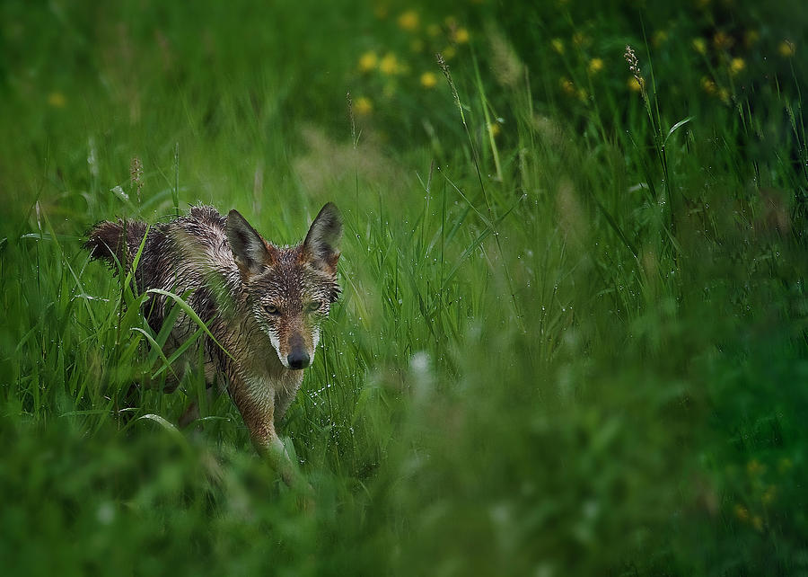 Coyote Photograph - Morning Hunt by John Christopher