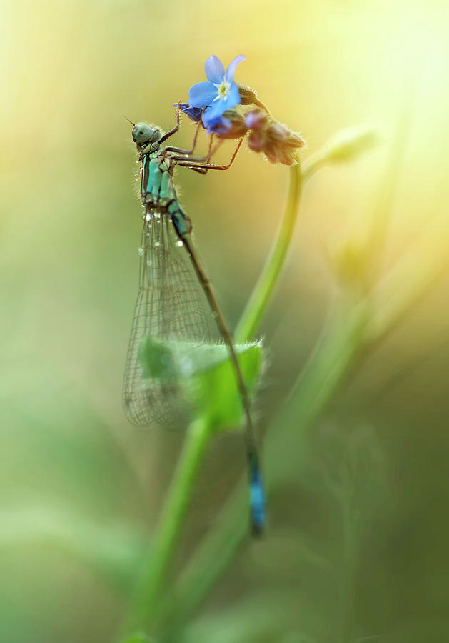 Morning impression with blue dragonfly Photograph by Jaroslaw Blaminsky