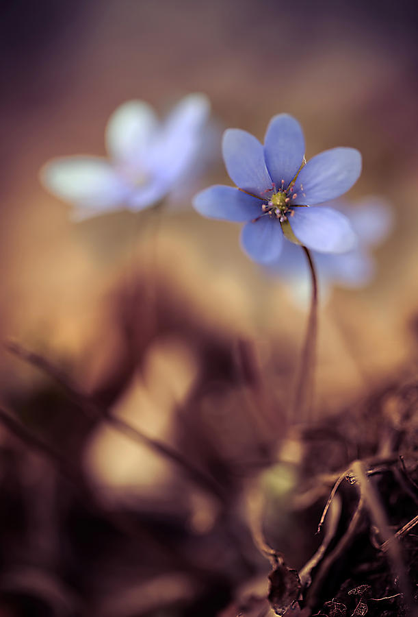 Flower Photograph - Morning impression with liverworts by Jaroslaw Blaminsky