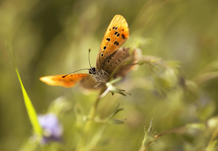 Butterfly Photograph - Morning impression with orange butterfly by Jaroslaw Blaminsky