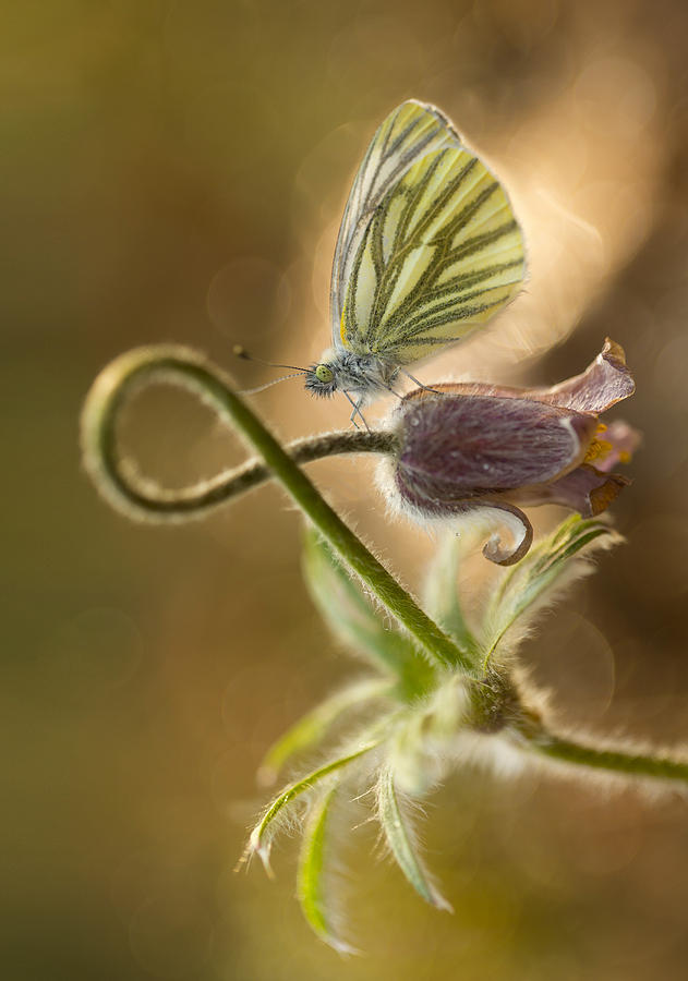 Morning impression with pasque flower and small butterfly Photograph by Jaroslaw Blaminsky