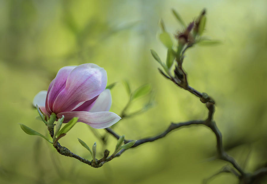 Morning impression with pink magnolia Photograph by Jaroslaw Blaminsky