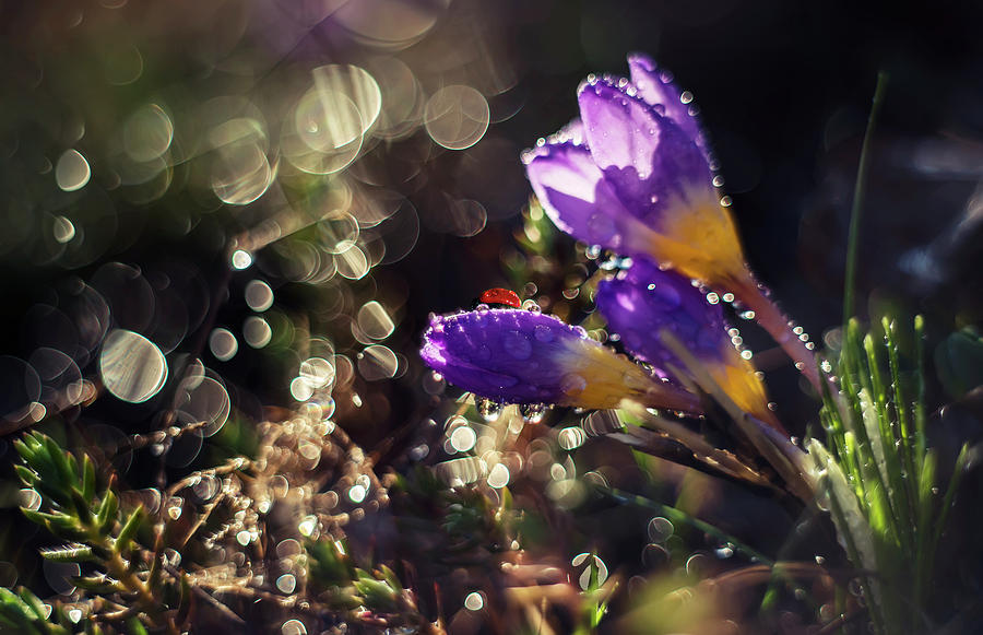 Morning impression with violet crocuses Photograph by Jaroslaw Blaminsky
