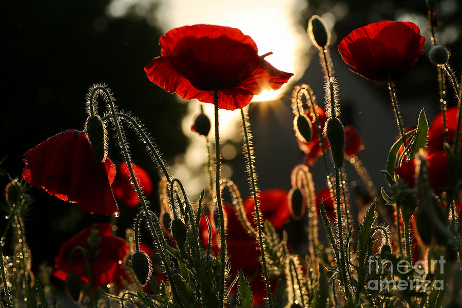 Morning in a Poppy Garden Photograph by Rachel Morrison