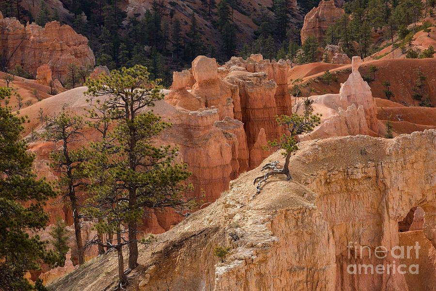 Morning in Bryce Canyon Photograph by Agnes Caruso