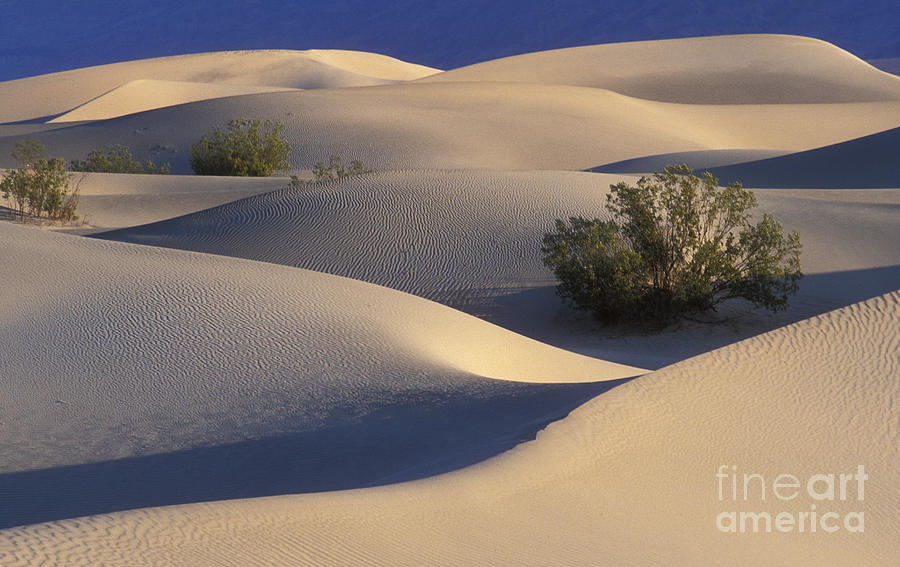 Morning in Death Valley Dunes Photograph by Sandra Bronstein