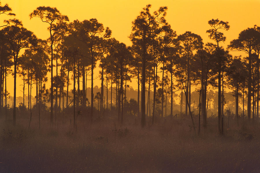 Everglades National Park Photograph - Morning In Mahogany Hammock by Eggers Photography