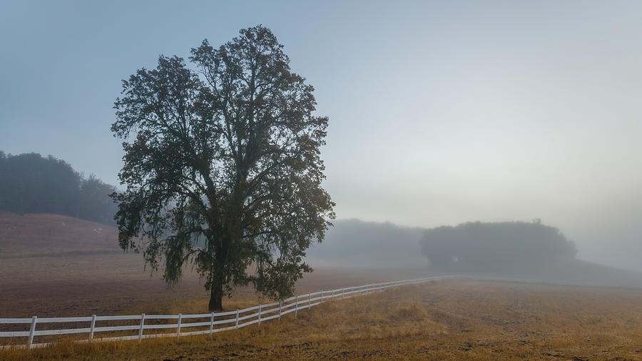 Tree Photograph - Morning in Paso Robles by Joseph Smith