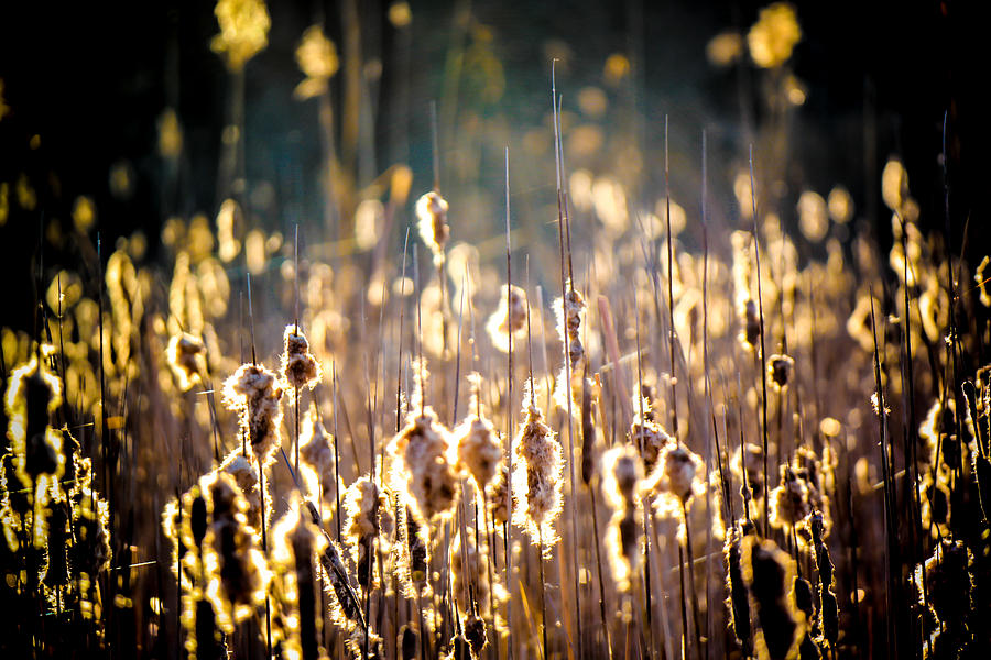 Morning In The Cattails Photograph