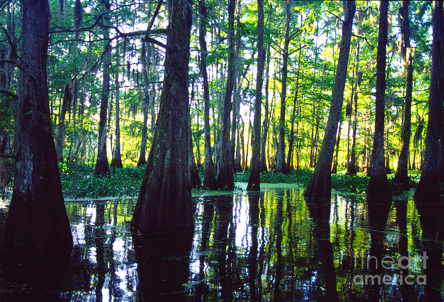 Morning in the Swamp Photograph by Thomas R Fletcher