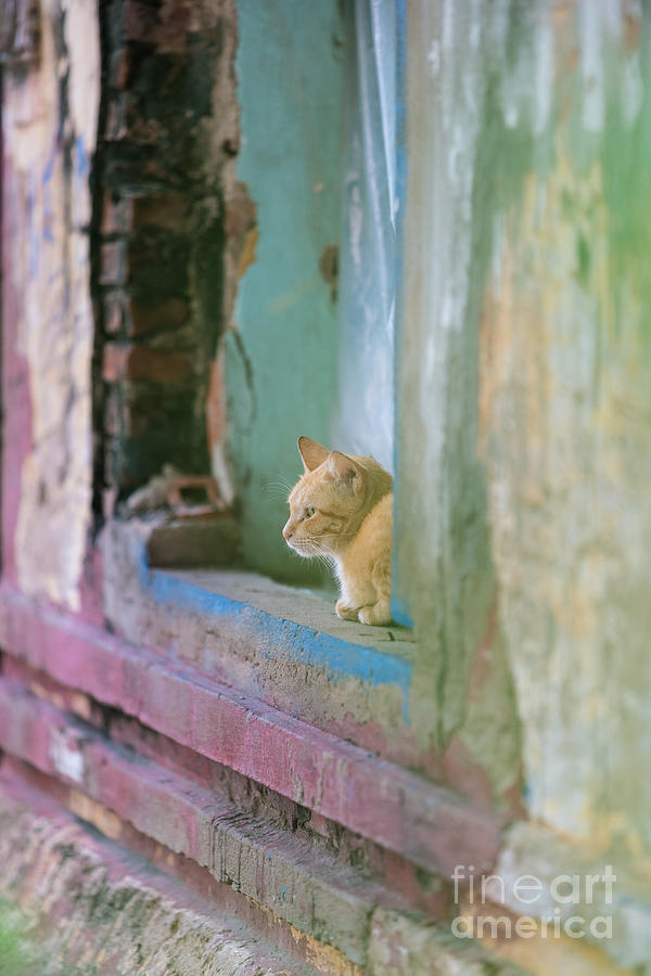 Buddha Photograph - Morning in the Temple A Cats Perspective by Mike Reid