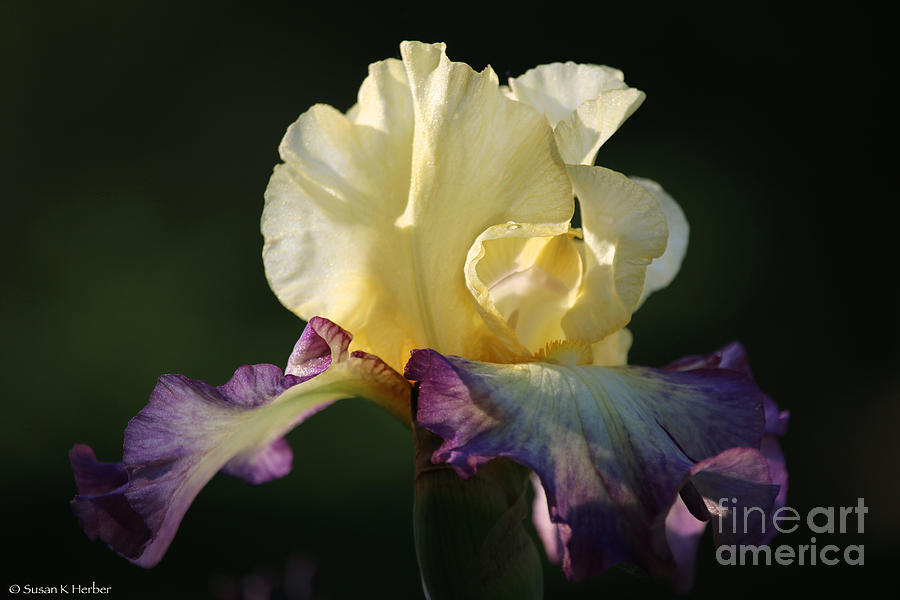 Morning Iris Photograph by Susan Herber