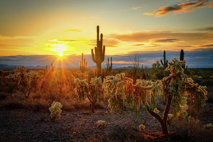 Morning Is Calling Sonoran Style Photograph by Saija Lehtonen | Fine ...