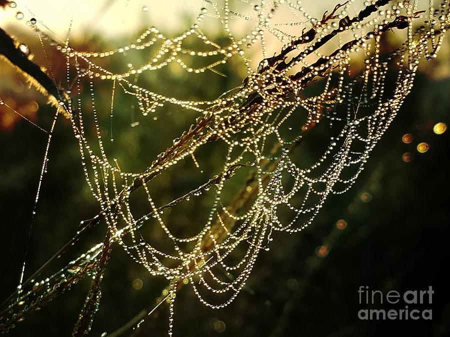 Morning Jewels Photograph by Maria Urso