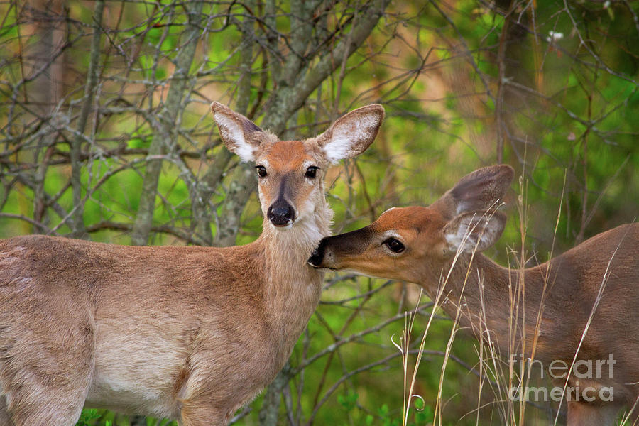 Deer Photograph - Morning Kisses by Todd Bielby