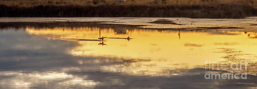 Bird Photograph - Morning Landing by Robert Bales
