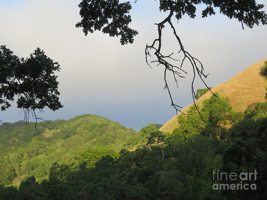 Nature Photograph - Morning landscape by Suzanne Leonard