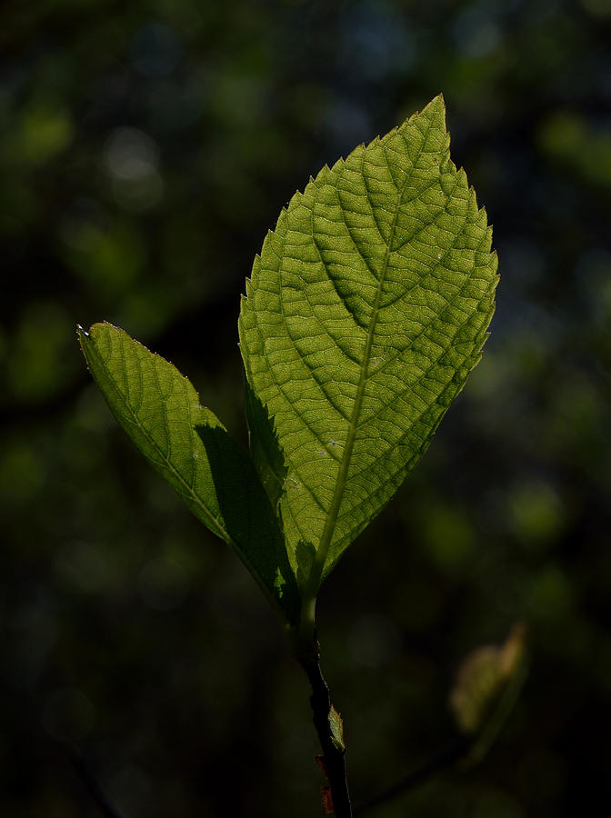 Morning Leaf Photograph by Karen Harrison Brown