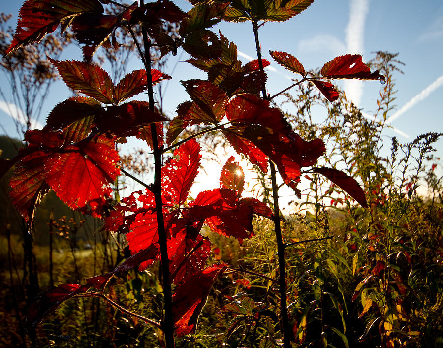 Morning Leaves Photograph by Tim Fitzwater