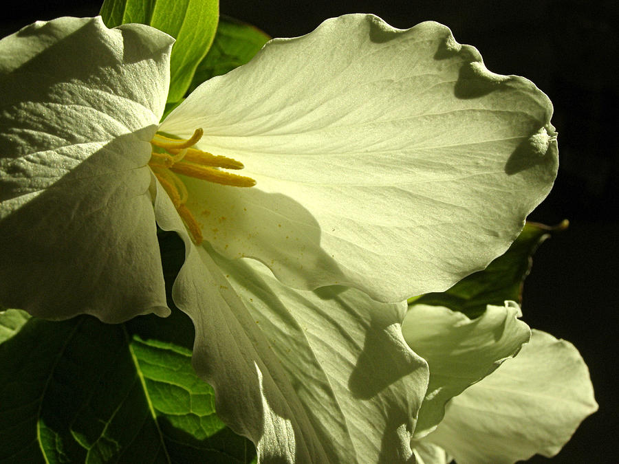 Morning Light - Trillium Photograph by Angie Rea