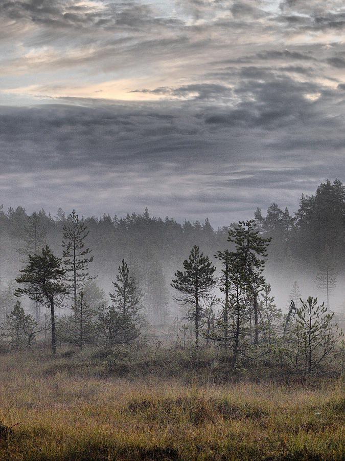 Morning light at Saari-Soljonen 6 Photograph by Jouko Lehto