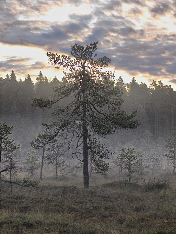 Nature Photograph - Morning light at Saari-Soljonen 7 by Jouko Lehto