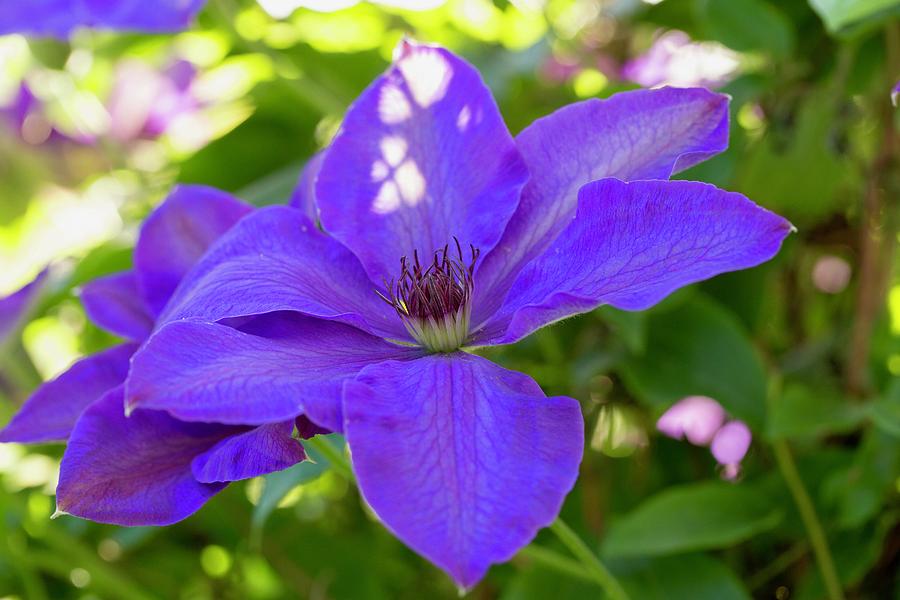 Morning light clematis Photograph by Lynn Hopwood