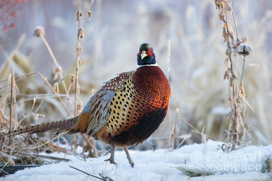 Pheasant Photograph - Morning Light by Douglas Kikendall