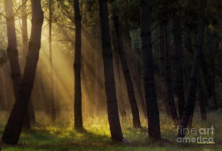 Landscape Photograph - Morning light in the forest by Dominique Guillaume