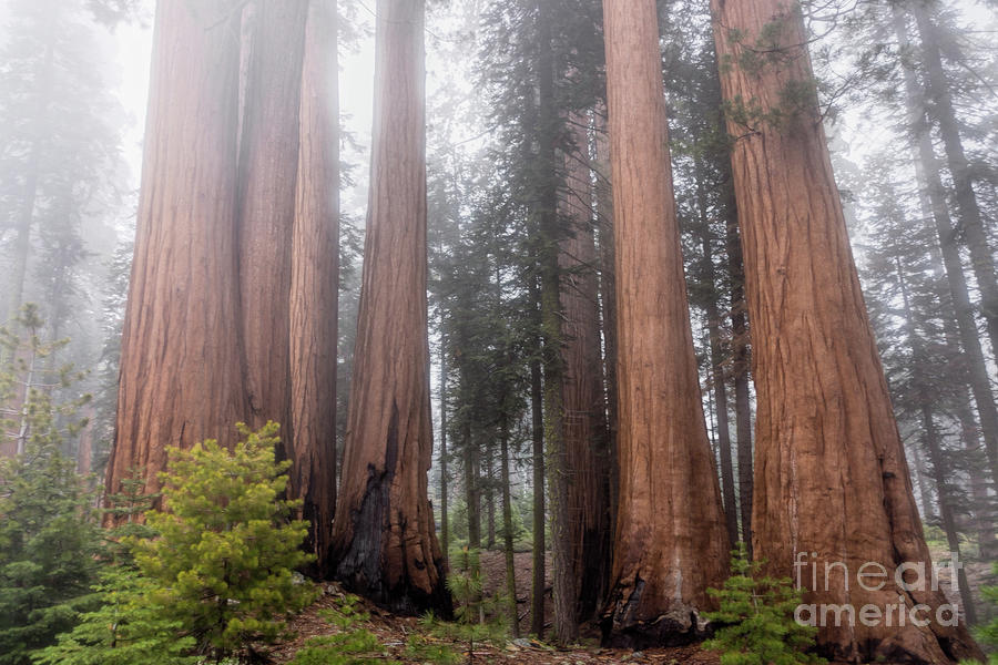 Sequoia National Park Photograph - Morning Light in the Forest by Peggy Hughes