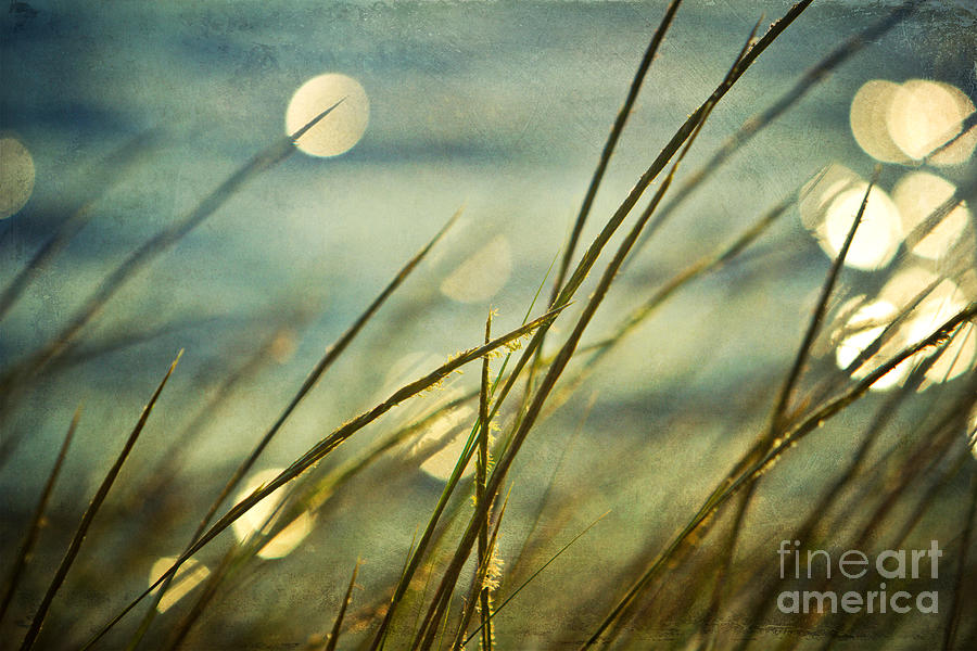 Nature Photograph - Morning Light by Joan McCool