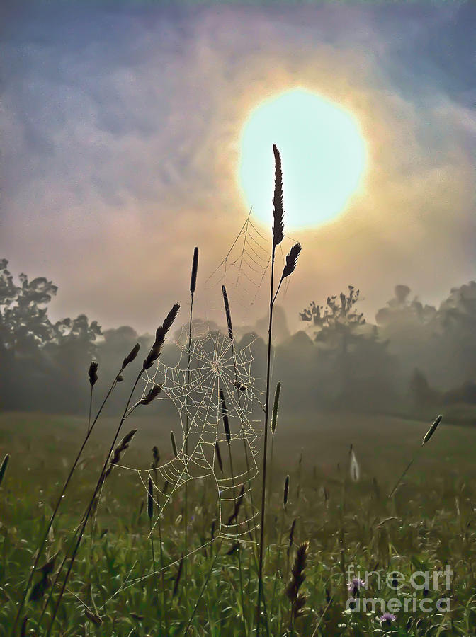 Morning Light Photograph by Kerri Farley