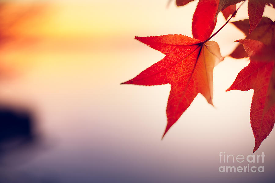 Fall Photograph - Morning Light by Lisa McStamp