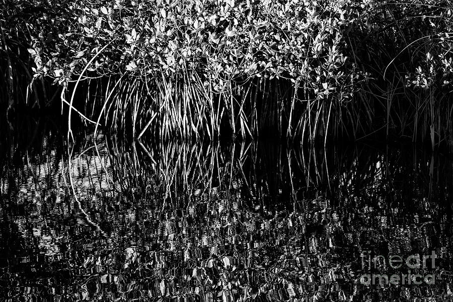 Morning Light Mangrove Reflection 2 Photograph by Bob Phillips