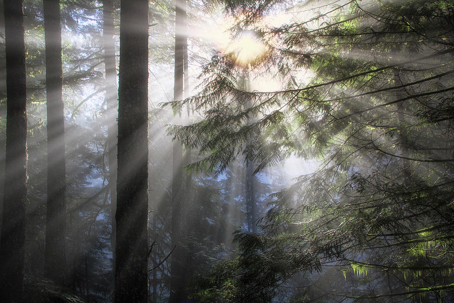 Morning Light  Photograph by Nicki Frates