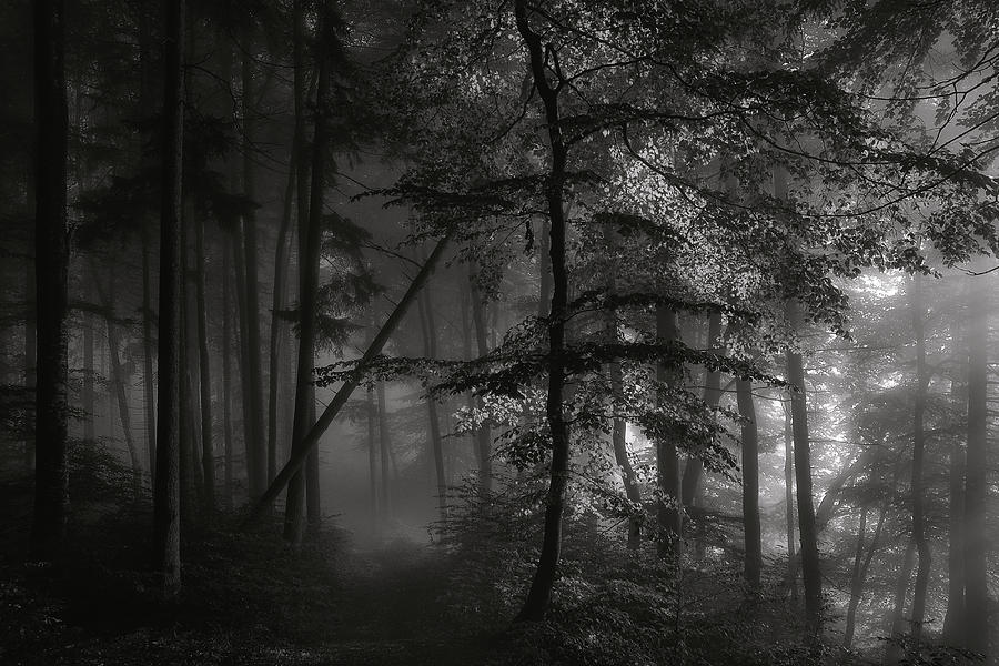 Black And White Photograph - Morning Light by Norbert Maier