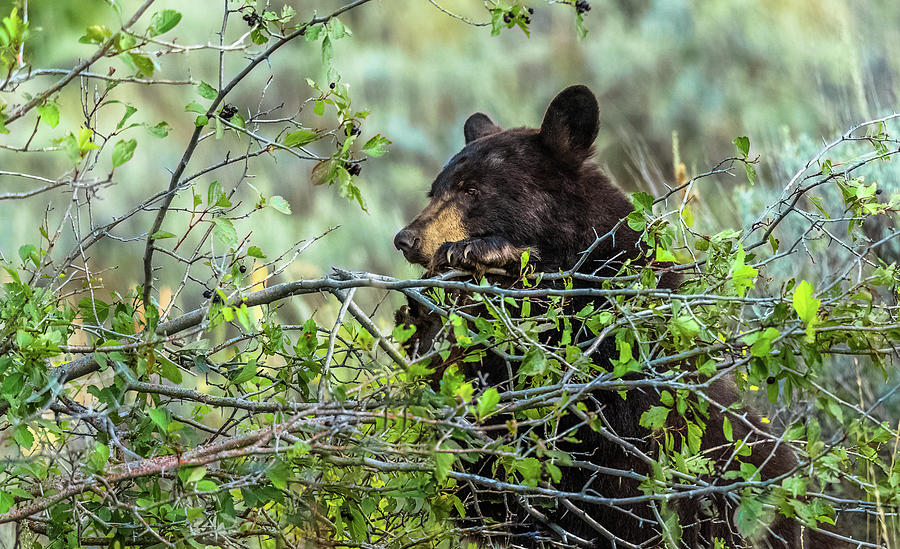 Morning Light On A Bear Photograph by Yeates Photography