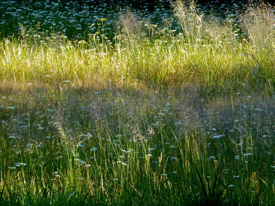 Morning light on Grant Meadow Photograph by Amelia Racca
